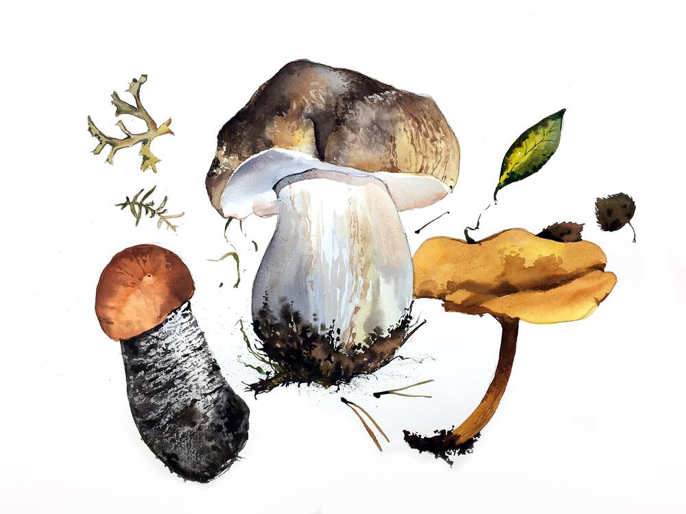 Ботанический скетчинг акварелью. Грибное семейство_0.jpg